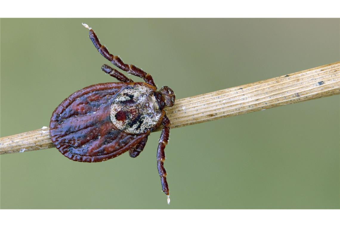 Wo Zecken schon jetzt unterwegs und gefährlich sind Zecken sind inzwischen wohl ganzjährig aktiv (Symbolfoto).