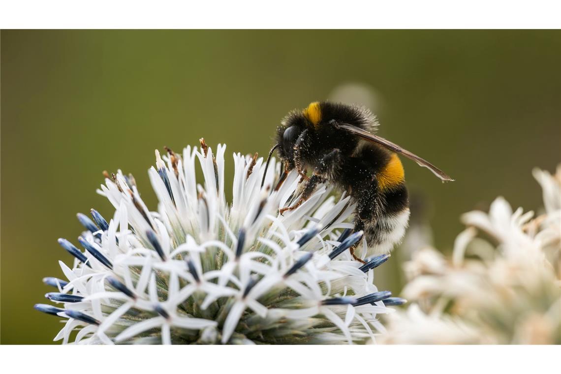 Fast 100 Wildbienenarten in Europa zusätzlich bedroht Zehn Prozent der Wildbienen sind in Europa bedroht (Archivbild)