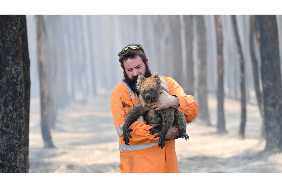 Zehntausende Koalas wurden bei den Waldbränden in den Jahren 2019 und 2020 getötet oder verletzt. (Archivbild)