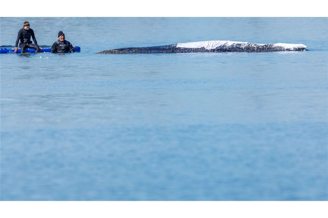 Zeitweise saßen Menschen direkt am Wal nur da. Warum sie nicht auf Abstand gingen, blieb unklar.
