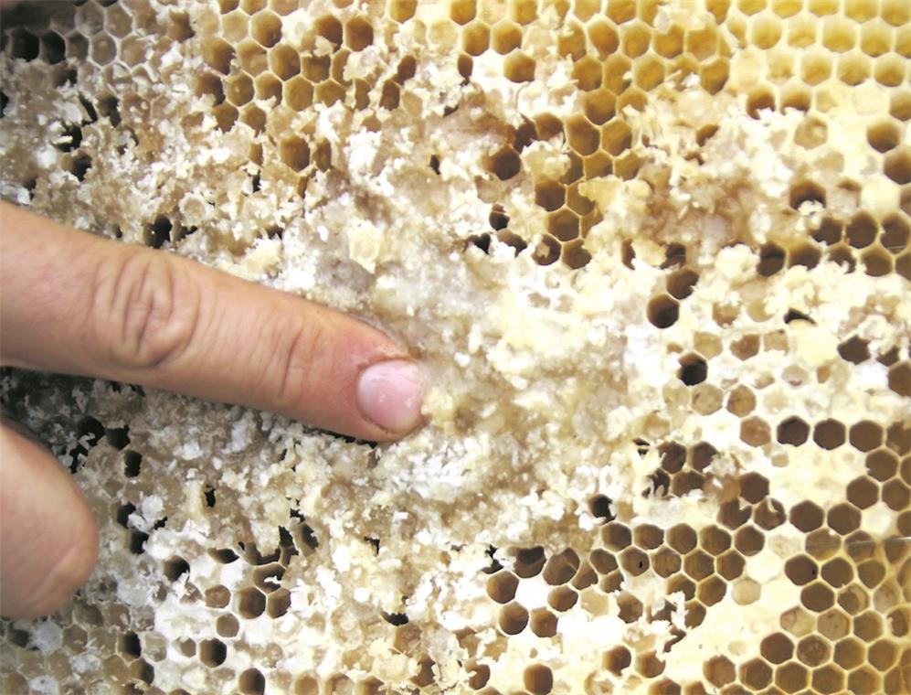 Wenn das süße Gold zu Beton wird Zementhonigwabe frisch aus dem Bienenstock ist eine sandige, feste Masse.