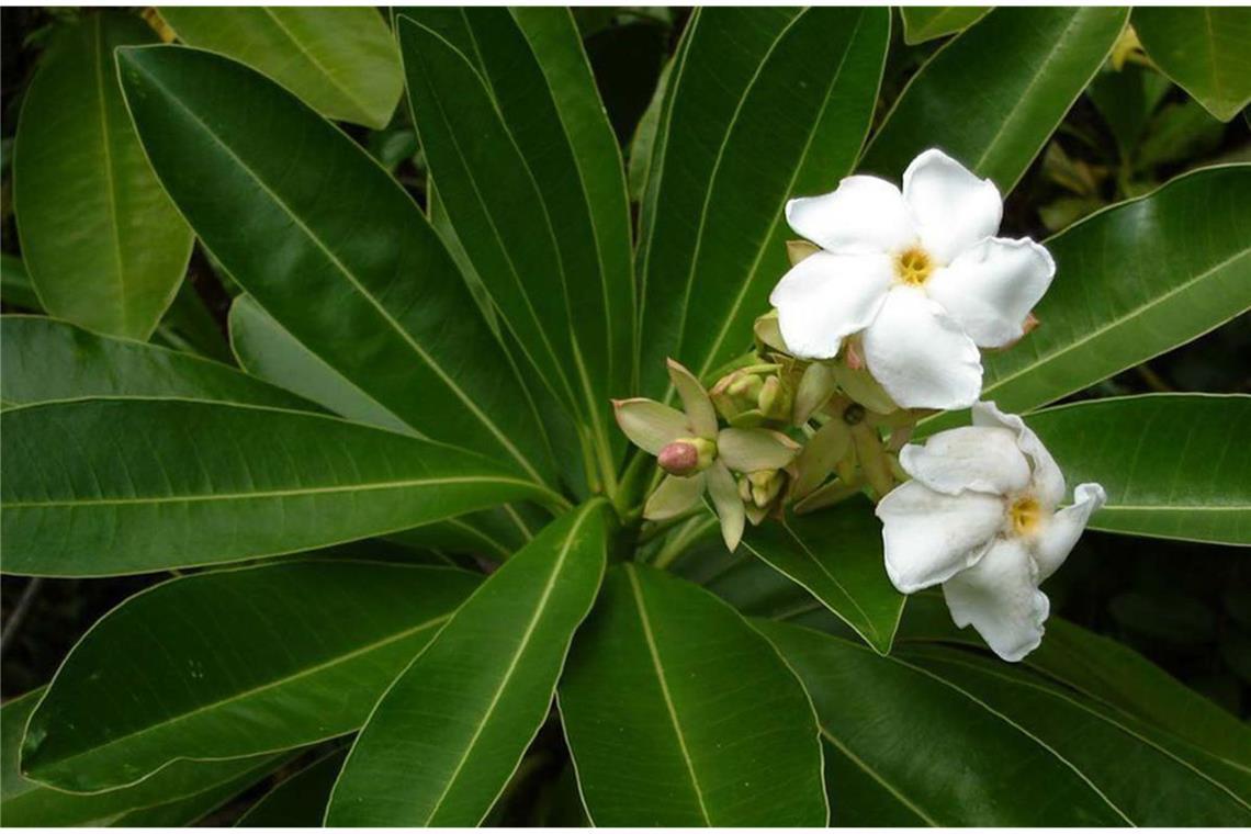 Gift im Garten: Bei diesen beliebten Pflanzen ist Vorsicht angesagt Zerbeursbaum (Cerbera odollam). Der „Selbstmordbaum“ gehört zur Familie der Hundsgiftgewächse (Apocynaceae), ist an den Küsten Indiens und im Westpazifik verbreitet und wird bis zu 15 Meter hoch. Der Zerberusbaum wird für Mord und Suizid häufiger genutzt als jede andere Pflanze (deshalb auch der Spitzname). Die als Herzgifte wirkenden Inhaltsstoffe führen zu Übelkeit, Würgreiz, Magen-Darm-Beschwerden und heftigen Durchfall – und schließlich zum Koma und Herzstillstand. Der Tod tritt nach etwa sechs Stunden ein.