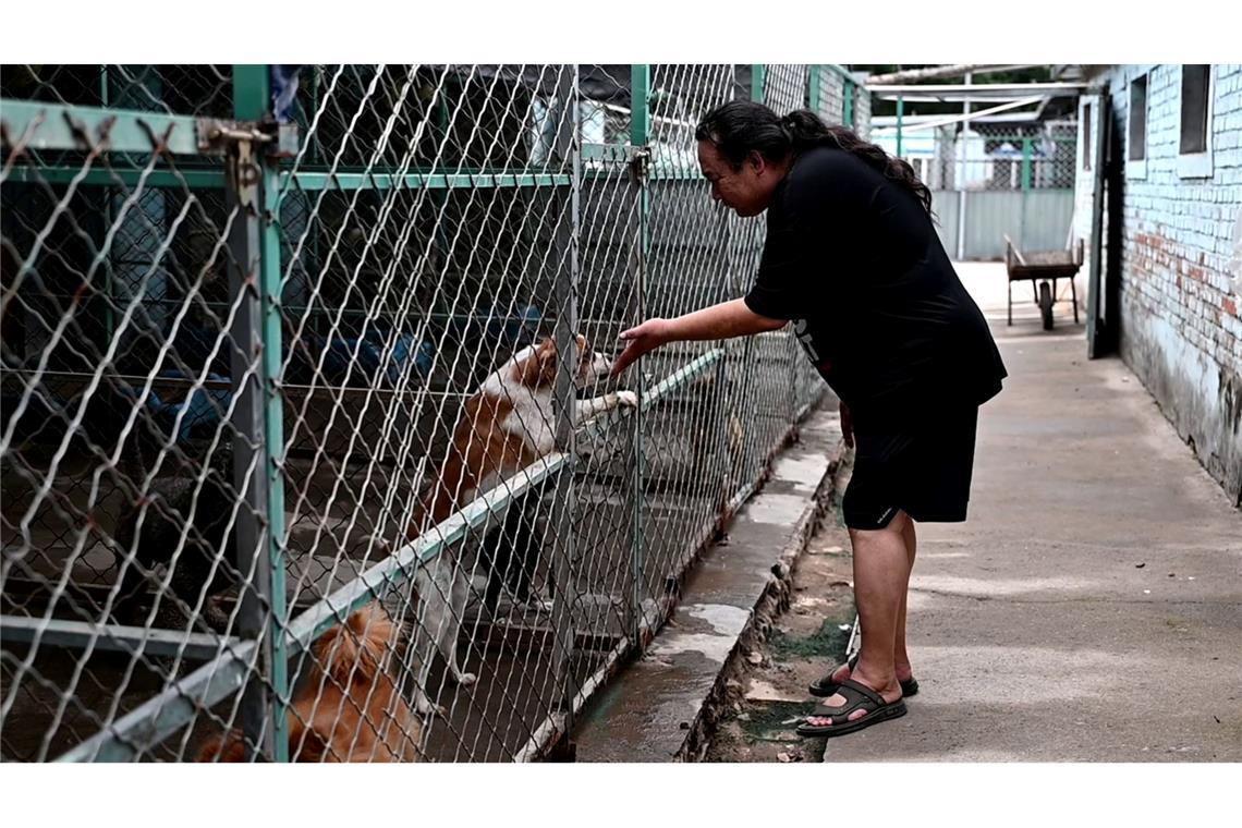Haustier-Boom in China: Wie Retter mit den Folgen kämpfen Zhao Xinqi betreibt einen Hof mit 500 Hunden - viele davon wurden gerettet.