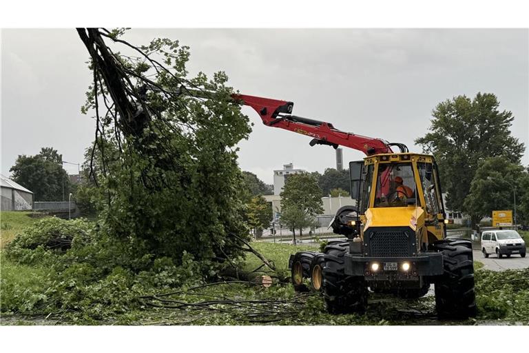 Zig Bäume fielen dem starken Wind zum Opfer.