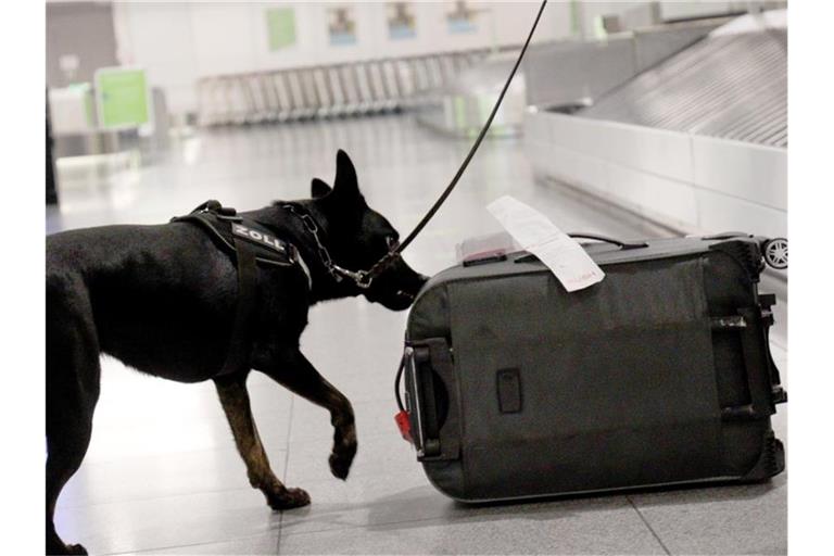 Zollhund Bella bei der Suche nach Rauschgift am Stuttgarter Flughafen. Foto: Zoll/Hauptzollamt Stuttgart/dpa/Handout