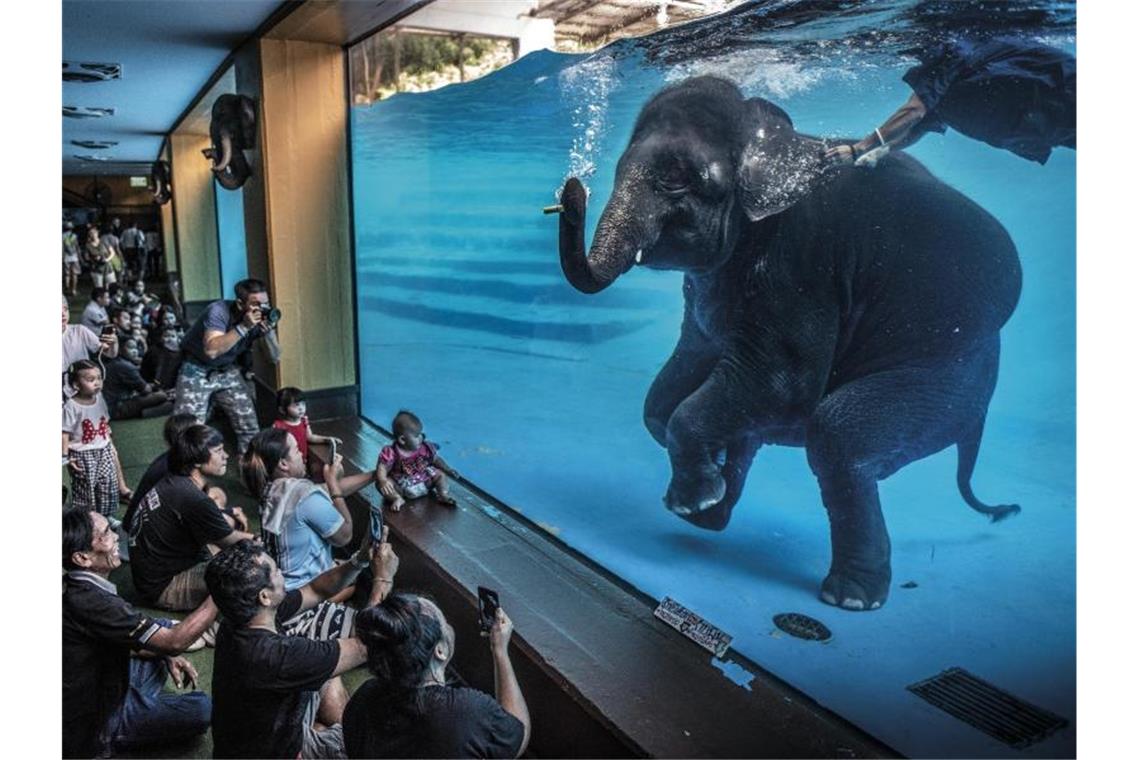 Franzose ist „Wildlife Photographer of the Year“ Zoobesucher beobachten einen jungen Elefanten, der in Australien unter Wasser spielt. Adam Oswel gewinnt den Wildlife Photographer of the Year Award 2021 in der Kategorie Fotojournalismus. Foto: Adam Oswel//Wildlife Photographer of the Year/PA Media /dpa