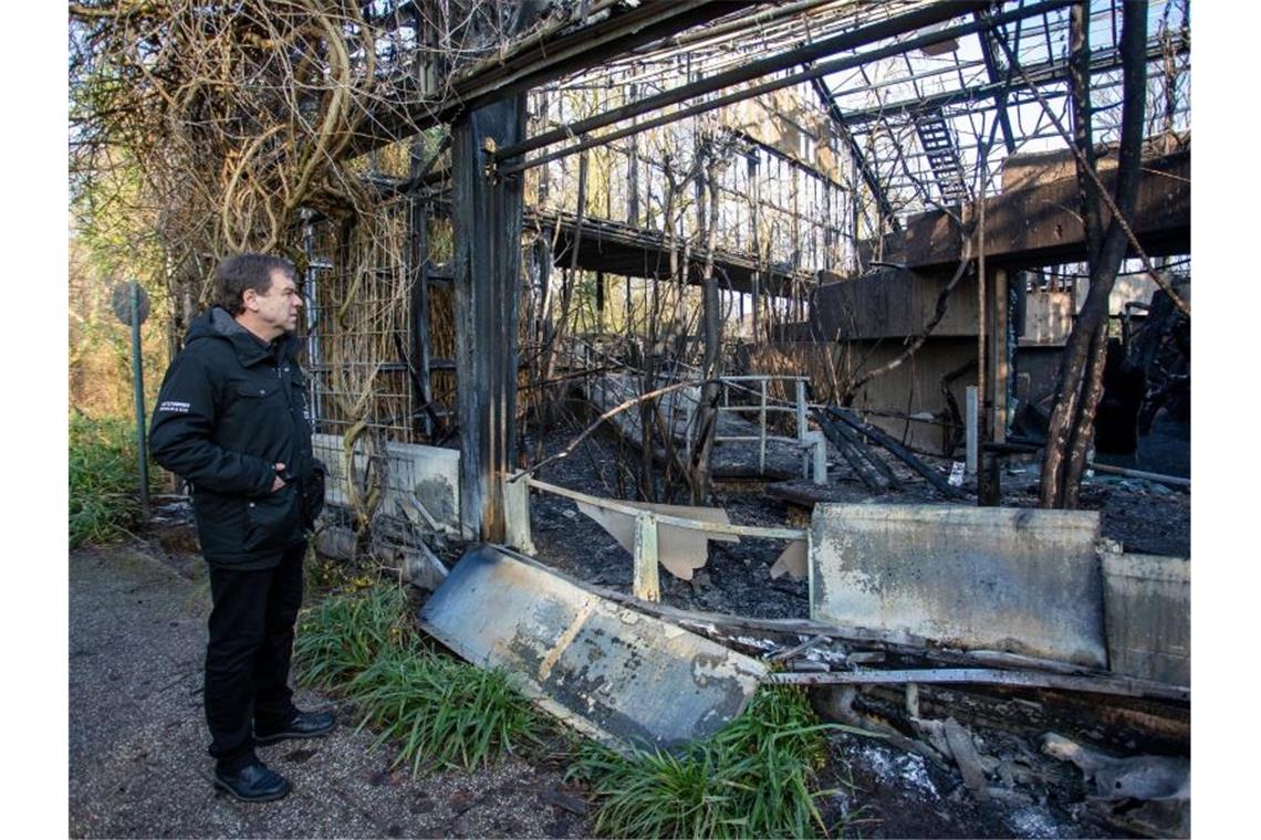 Zoodirektor Wolfgang Dreßen steht vor dem abgebrannten Affenhaus. Foto: Christoph Reichwein/dpa