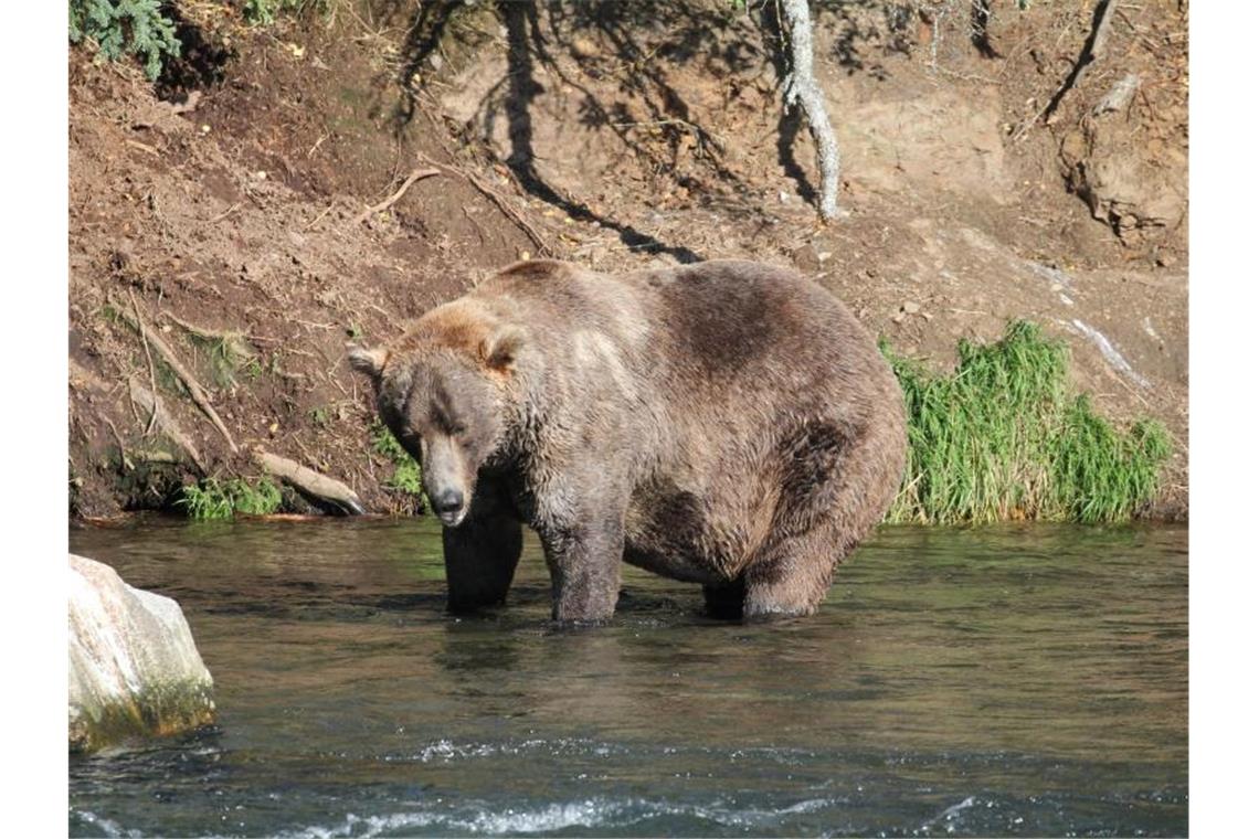 Wahl in Alaska: Wer wird zum fettesten Braunbär gekrönt? Zu Beginn des Sommers war Otis noch ziemlich dünn. Dann aber hat er mächtig zugelegt. Foto: -/Katmai Nationalpark /dpa