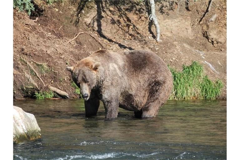 Zu Beginn des Sommers war Otis noch ziemlich dünn. Dann aber hat er mächtig zugelegt. Foto: -/Katmai Nationalpark /dpa