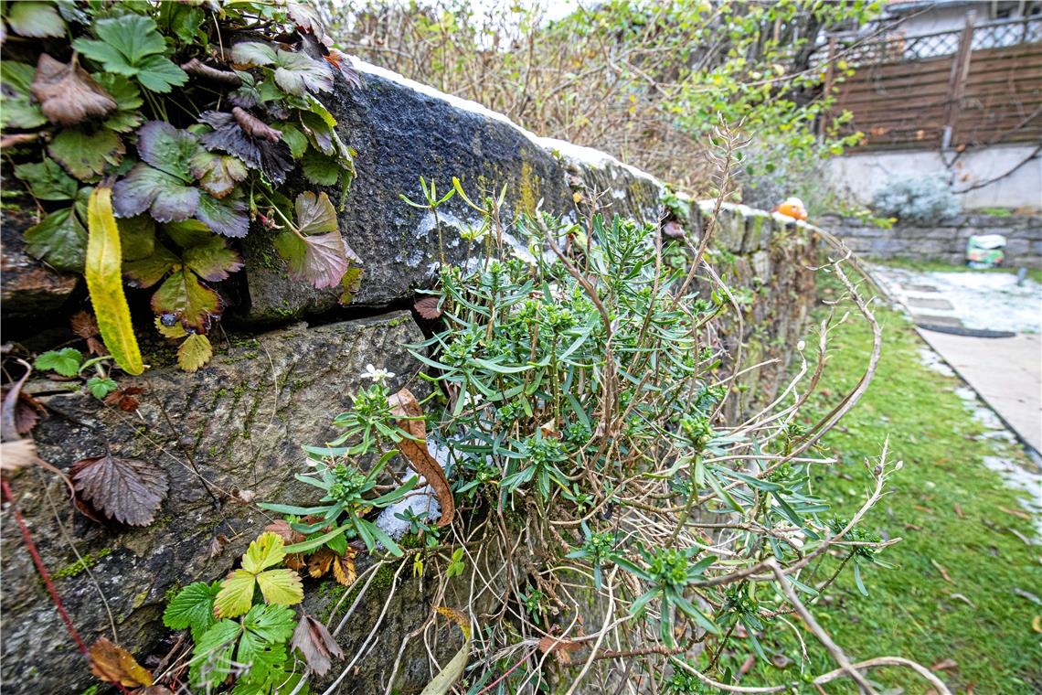 Zu Besuch bei Elisabeth Vogelmann im Garten