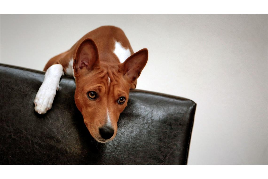 "Werwolf-Syndrom" bei Hunden - Rückrufe für Kauprodukte Zu den möglichen Symptomen zählen plötzliche Panikattacken. (Symbolbild)