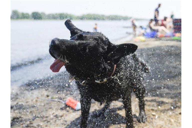 Zu heiß! Hund Magic hat sich ein Bad im kühlen Nass gegönnt. Foto: Justin Tang/The Canadian Press/ZUMA/dpa