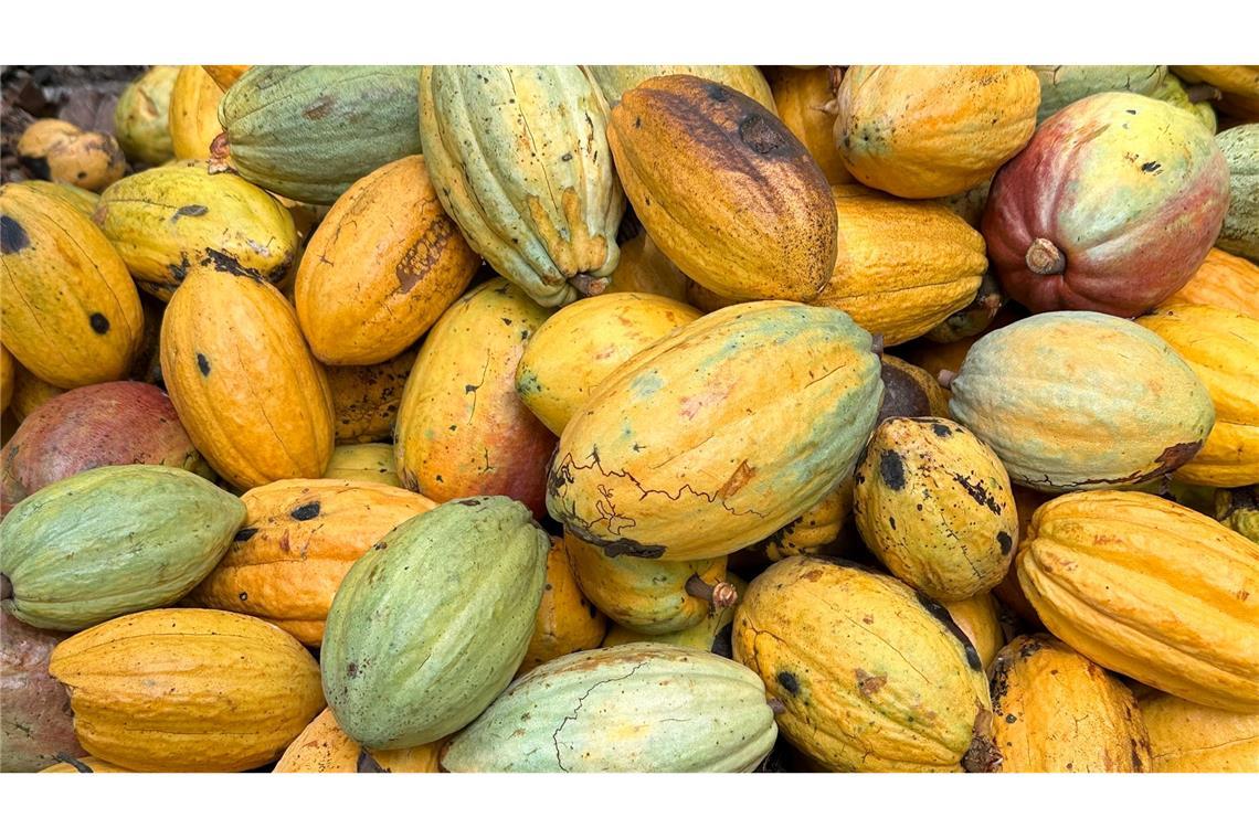 Kakao-Krise in Westafrika lässt Schoko-Hasen schrumpfen Zu heiß, zu feucht, zu wenig Regen, zu viel Wind: Alles kann die Kakaoernte ruinieren.