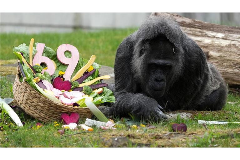 Zu ihrem Ehrentag gibt es einen Korb voller Gemüse für die Gorilla-Dame.
