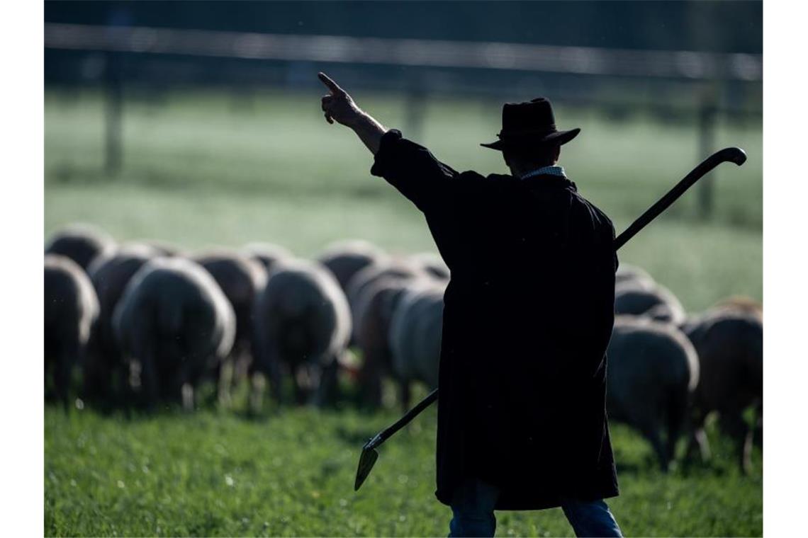 Zu sehen sind ein Schäfer und Schafe auf einer Wiese. Foto: Fabian Sommer