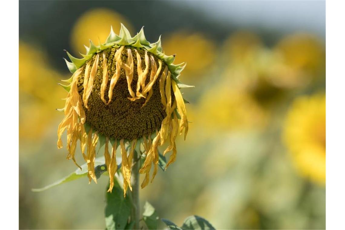 Nach Rekordhitze kommt leichte Abkühlung Zu viel Sonne für die Sonnenblume. Foto: Sebastian Kahnert