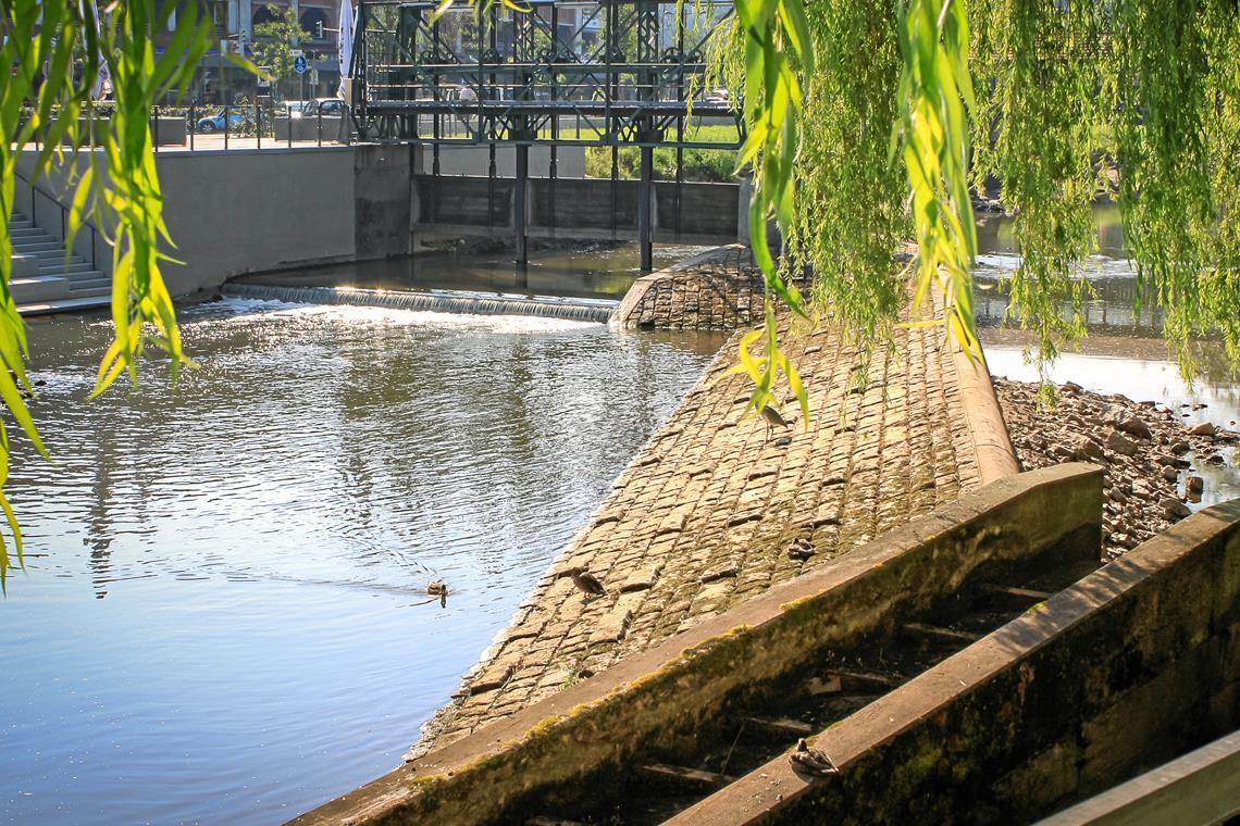 Zu wenig Wasser in der Murr. Foto: Alexander Becher