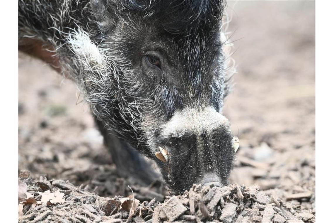 Zuchteber Cebu rüsselt nach Futter in seinem Gehege im Zoo Landau in der Pfalz. Cebu ist ein Visayas-Pustelschwein, dessen Art auf einer Insel der Philippinen vorkommt und vom Aussterben bedroht ist. Foto: Axel Seidemann/dpa
