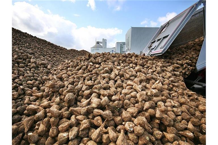 Zuckerrüben rutschen in einer Raffinerie vom LKW. Foto: Oliver Berg/dpa/Archivbild