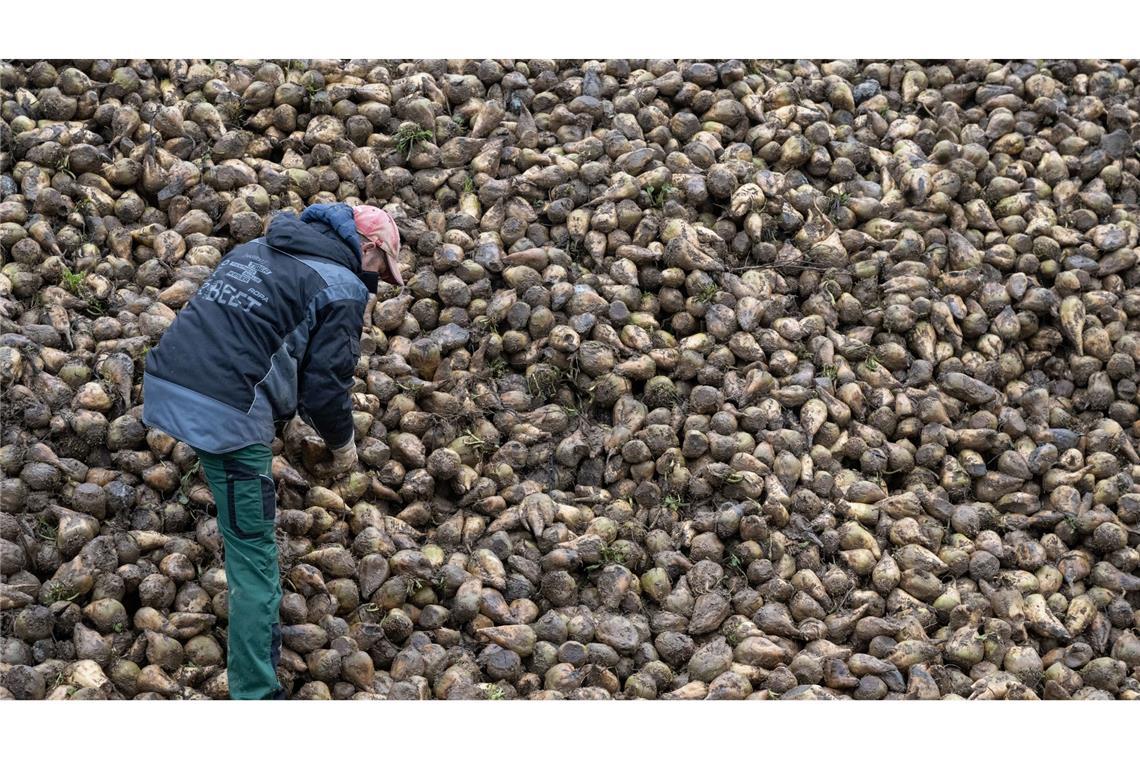 Wie eine Zikade Zuckerrüben und Kartoffeln bedroht Zuckerrüben sind von einem kleinen Insekt bedroht, der Schilf-Glasflügelzikade. (Archivbild)