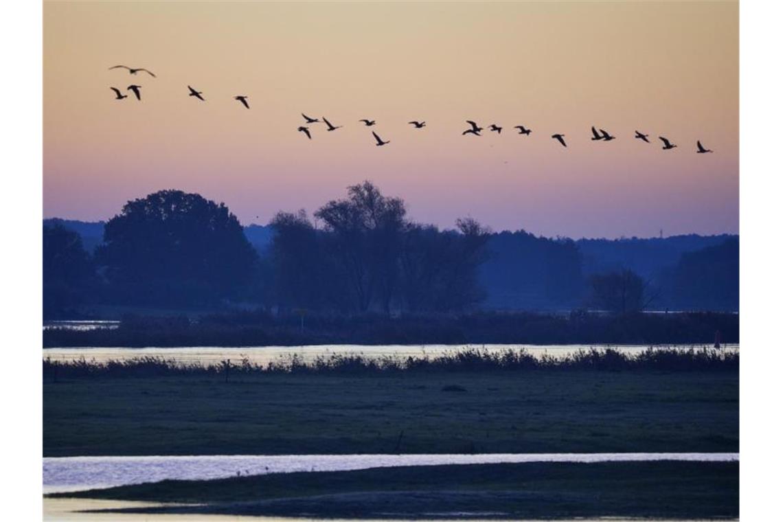 Zugvögel fliegen über den Oberbruch bei Letschin. Es wird kühler und feuchter. Foto: Kay Nietfeld/dpa