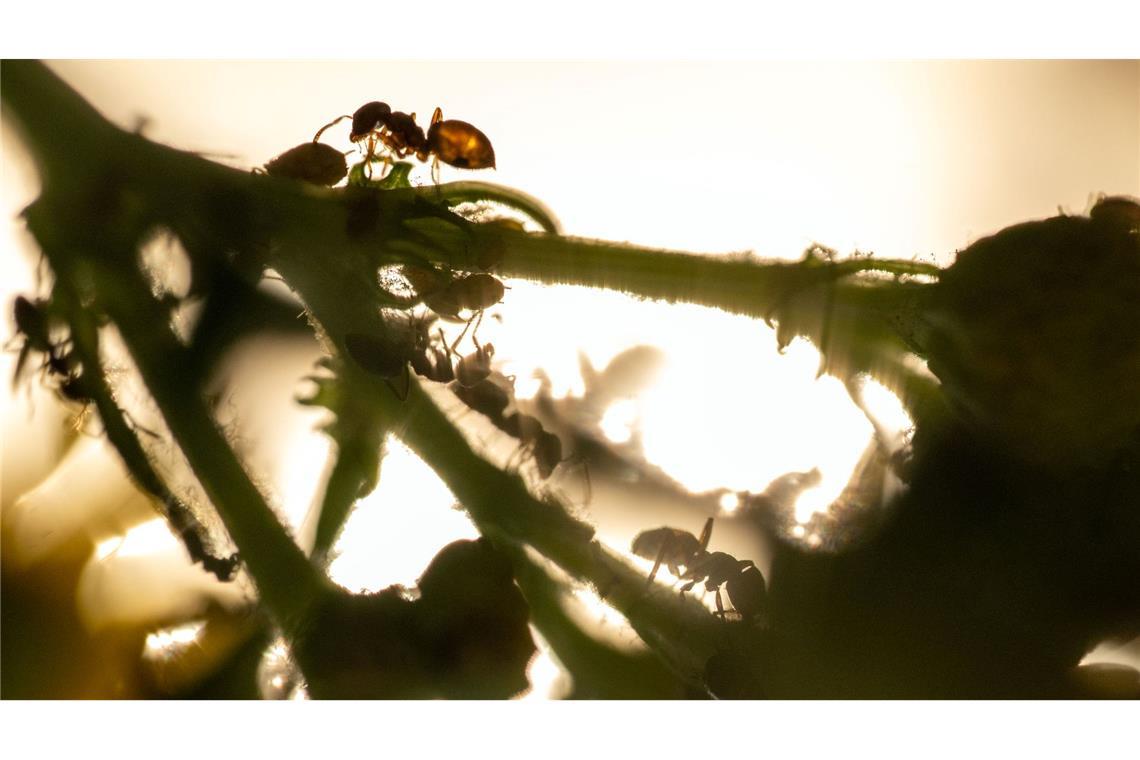 Bilder des Tages Zum Läusemelken - Ameinsen bei der Arbeit am frühen Morgen