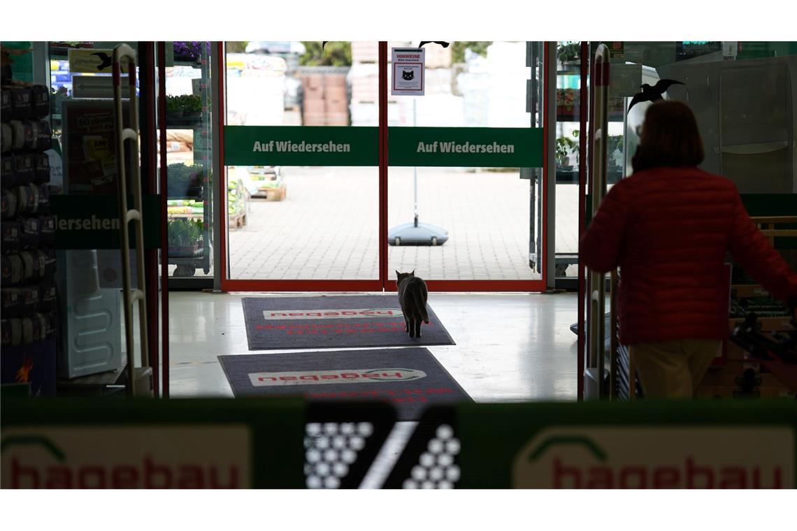 Zum Schlafen verlässt Lotti den Markt.