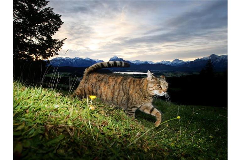 Zum Schutz von Vögeln: Nach Auffassung niederländischer Juristen sollen Katzen nicht mehr umherstreunen dürfen. Foto: Karl-Josef Hildenbrand/dpa