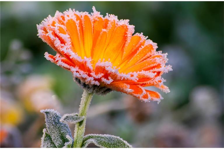 Zum Start in den Oktober wird es in Deutschland deutlich kälter. Wo Bodenfrost und sogar Schnee drohen und welche Regionen verschont bleiben.