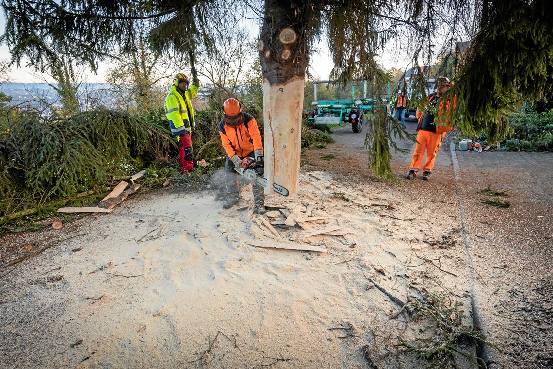 Eine Fichte wird Weihnachtsbaum in Backnang Zum Teil arbeiten sich die Mitarbeiter des Baubetriebshofs millimeterweise vor. So soll der Baum später passgenau in die Fassung am Marktplatz passen.