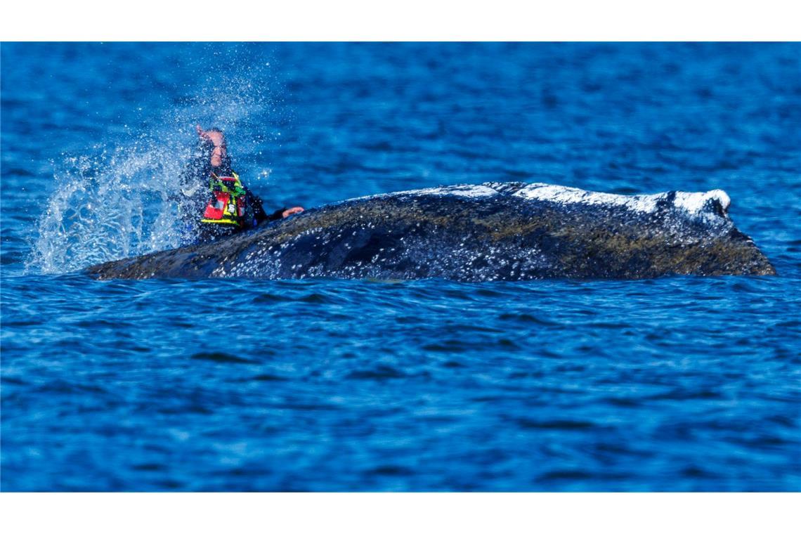 Zum Teil bespritzen Helfer den Wal mit bloßen Händen Helfer mit Wasser.