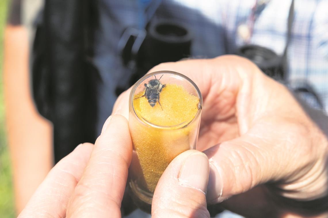 Zur Bestimmung fängt Prosi die Wildbiene für kurze Zeit in einem Glas.