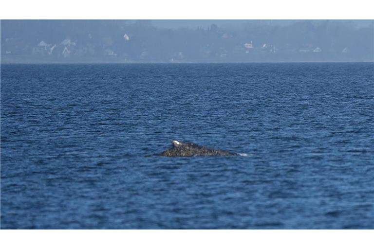 Zurück im Wasser: Buckelwal schwimmt vor Niendorf wieder frei in der Ostsee