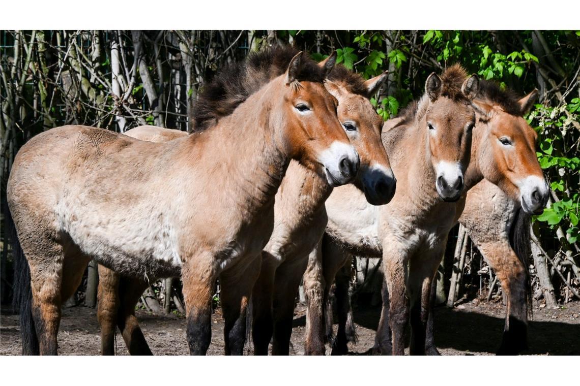 Zurück in die Wildnis: Lange Zeit galten Przewalskipferd als ausgestorben. Nun wird eine Herde der Tiere im Berliner Zoo zusammengeführt, um bald in Kasachstan ausgewildert zu werden.