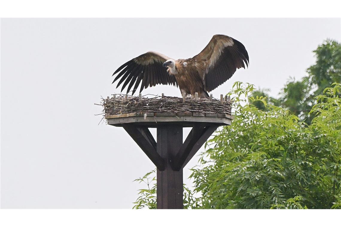 Zuvor hatte der Gänsegeier ein Storchennest im Nachbardorf Klein Lobke attackiert.