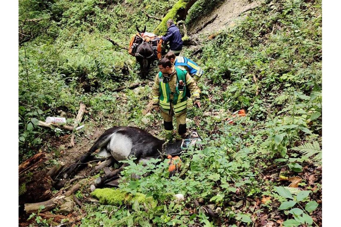 Zwei abgestürzte Esel in einem Bannwald werden von Rettern der Feuerwehr versorgt. Foto: -/Feuerwehr Albstadt/dpa