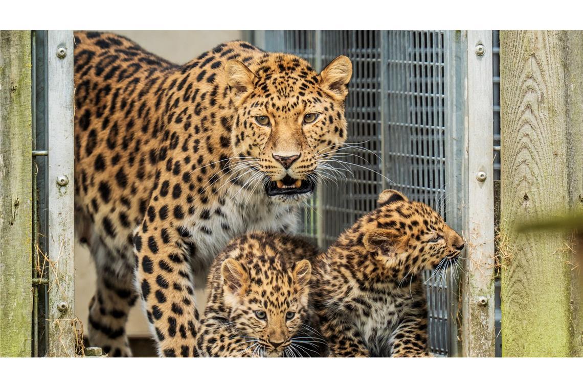 Zwei Amurleoparden-Welpen, die noch keinen Namen haben, machen neben ihrer Mutter Kristen ihre ersten Schritte in ihrem Junior-Reservat im Yorkshire Wildlife Park.