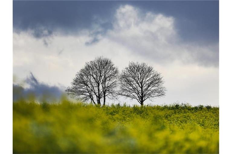 Zwei Bäume ohne Laub sind zu sehen während im Hintergrund dunkle Wolken aufziehen. Foto: Thomas Warnack/dpa