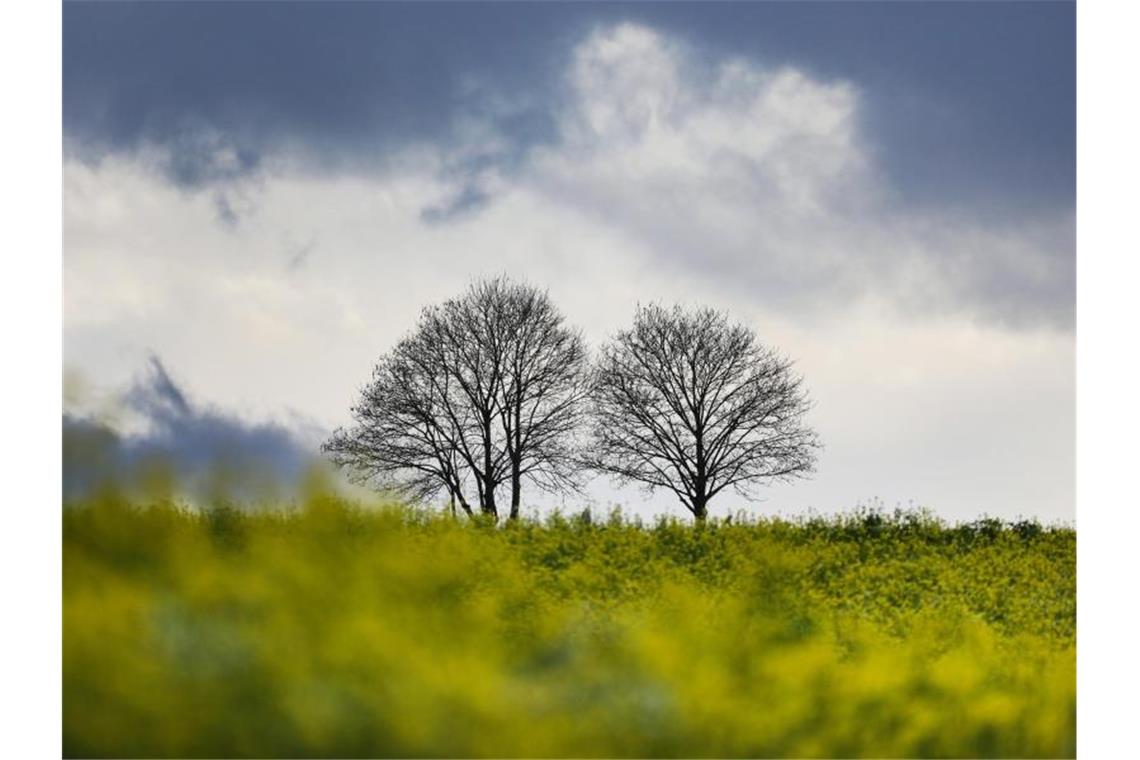 Zwei Bäume ohne Laub stehen hinter einem Senffeld, im Hintergrund dunkle Regenwolken. Foto: Thomas Warnack/dpa