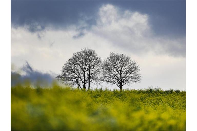 Zwei Bäume ohne Laub stehen hinter einem Senffeld, im Hintergrund dunkle Regenwolken. Foto: Thomas Warnack/dpa