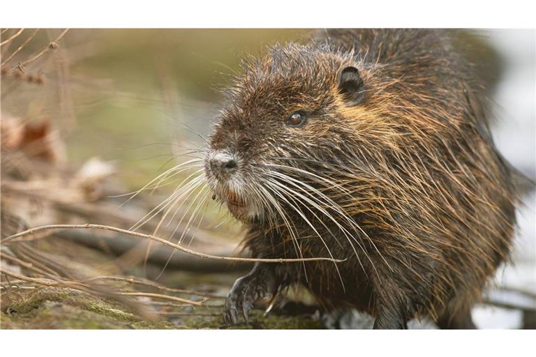 Zwei Biber haben sich auf die B10 bei Ulm verirrt – die Polizei rettete die Tiere (Archivbild).