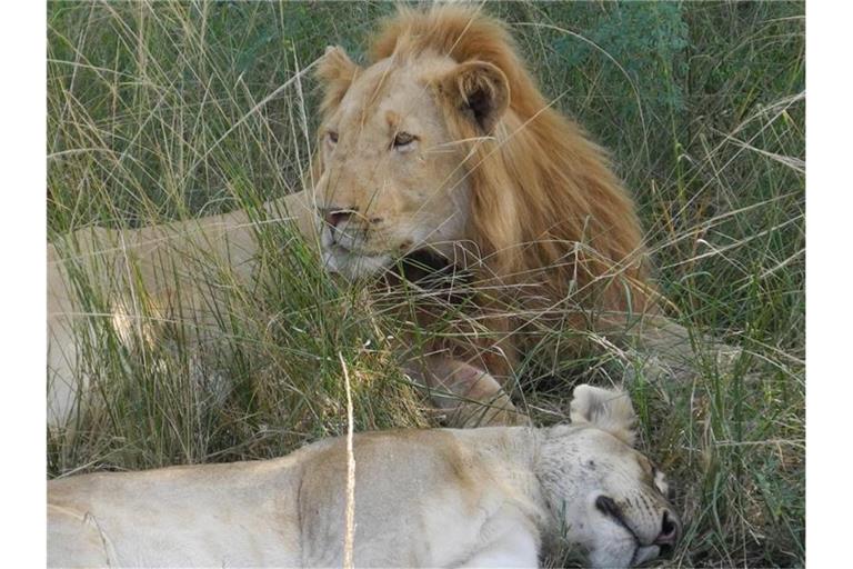 Zwei dösende Löwen im Gras: Mehr als jeder vierte männliche, ausgewachsene Löwe in Sambia hat einer Analyse zufolge Schrotkugeln im Schädel (27 Prozent). Foto: Simone A. Mayer/dpa /dpa