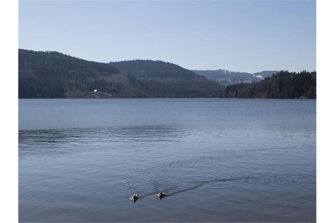 In Zeiten von Corona liegt Urlaub im eigenen Land im Trend Zwei Enten schwimmen auf dem Titisee. Foto: Patrick Seeger/dpa/Archivbild