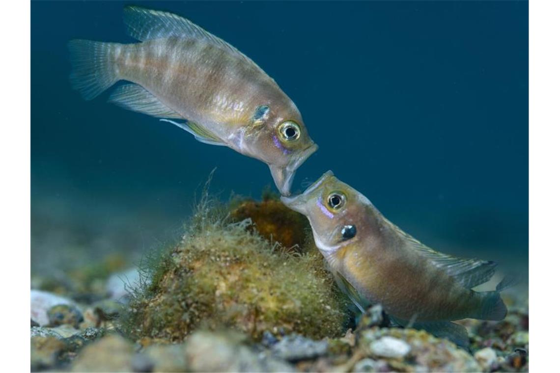 Franzose ist „Wildlife Photographer of the Year“ Zwei erwachsene männliche Buntbarsche streiten sich im Tanganjikasee in Afrika um ein Schneckenhaus. Angel Fitor gewinnt den Wildlife Photographer of the Year Award 2021 in der Kategorie Portfolio. Foto: Angel Fitor//Wildlife Photographer of the Year/PA Media /dpa