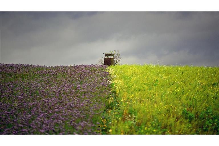 Bilder des Tages Zwei Felder in Brandenburg mit unterschiedlichen Farben liegen nebeneinander.
