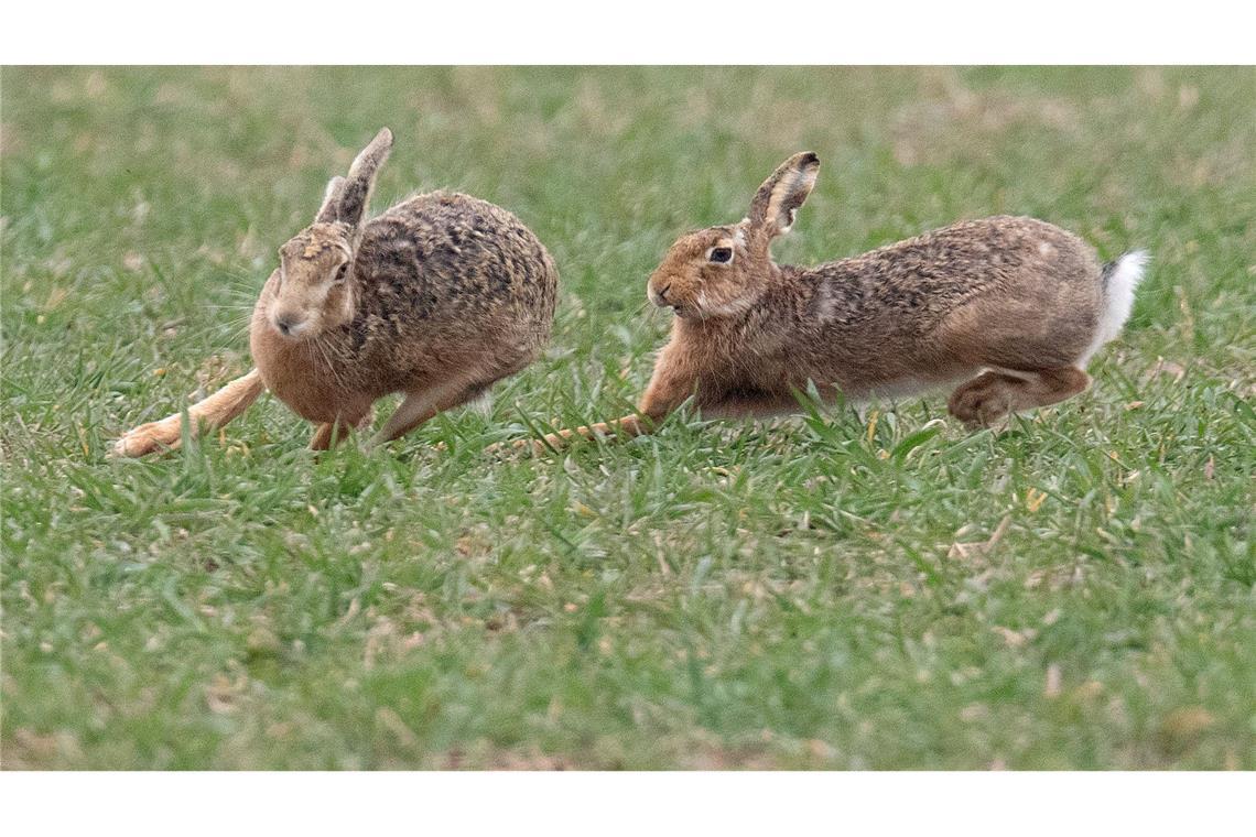 Zwei Feldhasen laufen über ein Feld. Meister Lampe breitet sich wieder in Deutschland aus – hat aber auch mit einer neuartigen Krankheit zu kämpfen. (Symbolbild)