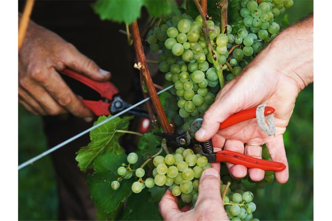 Zwei Helfer schneiden reife Trauben von einem Rebstock. In diesen Tagen beginnt die Hauptlese in den Weinbergen der südlichen Anbaugebiete. Foto: Philipp von Ditfurth/dpa