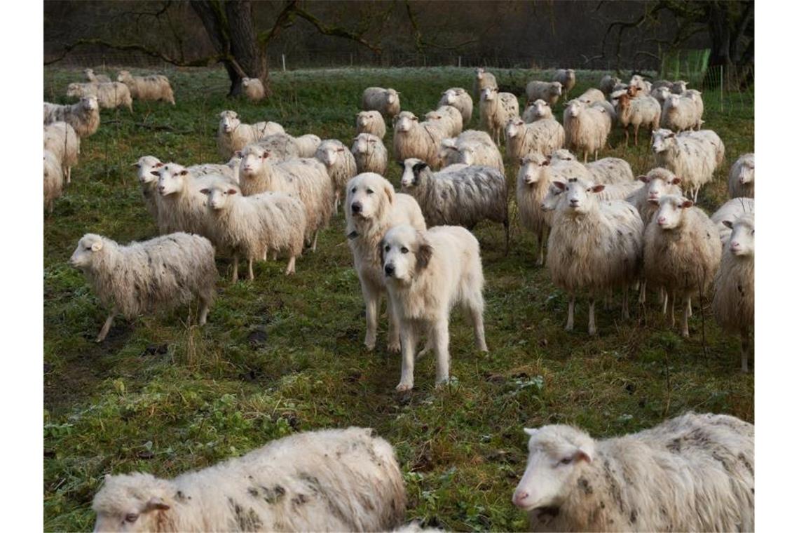 Zwei Herdenschutzhunde stehen in einer Schafsherde. Foto: Thomas Frey/dpa