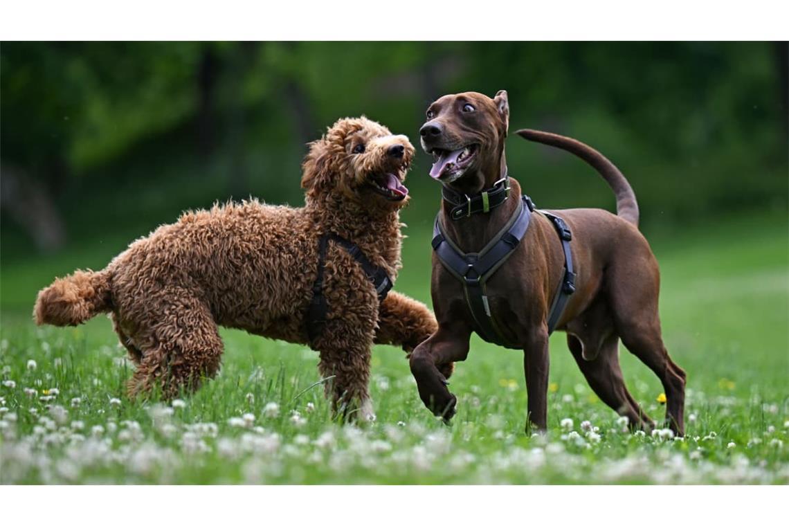 Zwei Hunde laufen auf der Hundewiese im Erfurter Nordpark frei herum. (Symbolbild)