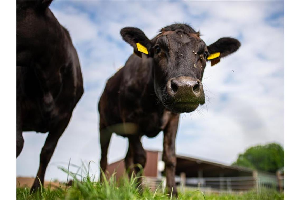 Was macht die Ampel aus dem „Agrarfrieden“? Zwei junge Wagyu Ochsen auf dem landwitschaftlichen Betrieb Holtmann auf einer Weide. Foto: Guido Kirchner/dpa